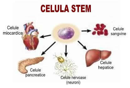 Stemulin - celule stem