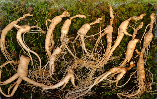 ginseng rosu